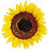 Gardening clip art