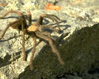 Tuque Spider Task