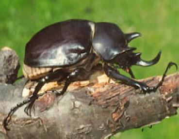 Burney Insect Introduction