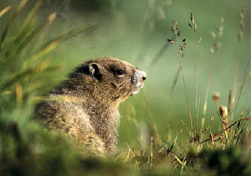 Photo: a groundhog sitting in the grass